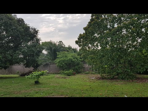 Vidéo: Quels types d'arbres poussent en montagne ?