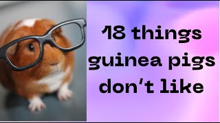 18 things guinea pigs don't like