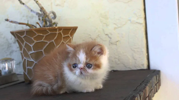 Video 4785391: exotic shorthair red white