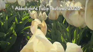Abbotsford Tulip Festival-2026