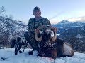 France Alpes hunting Muflon with bow by Seladang