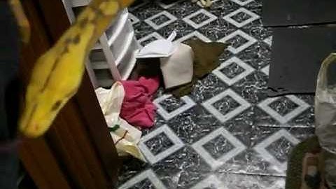 Purple Albino Reticulated Python and Purple Tiger 9-8-2012