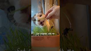 Teasing Podo Turns Into Calming ASMR 🐱 Crunch Sounds  #cat #shorts