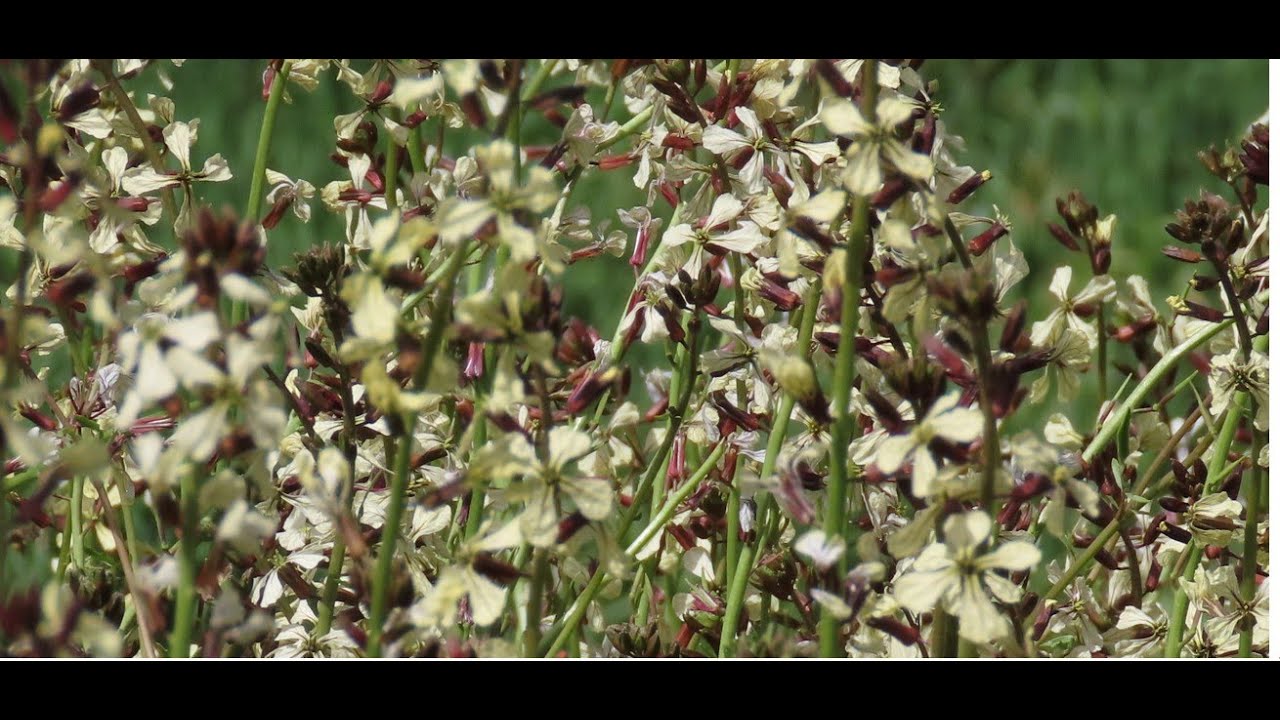 Eruca vesicaria ssp  sativa  cultivated in the yard  Greece by  Theo