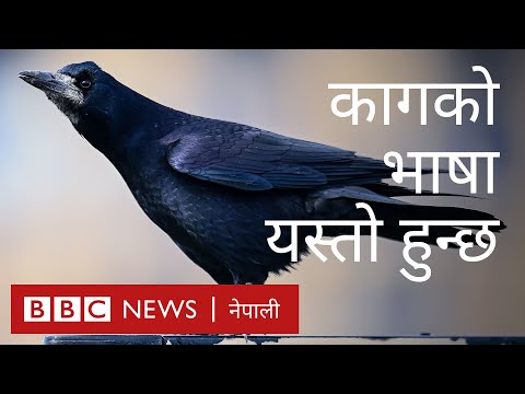 कागको भाषा: यसरी भन्छ कागले आई लभ यू