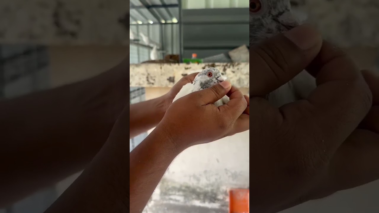 Bro ന്റെ പ്രാവും കൂട്ടിലെ വിശേഷങ്ങൾ 🪽