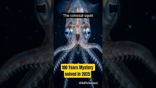 colossal squid caught on camera alive for the first time #animalfacts #marinemystery