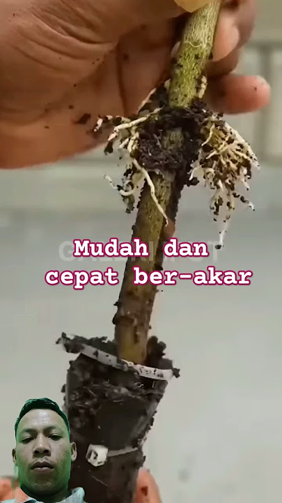 cara cangkok jeruk mudah dan cepat ber-akar #cara #mudah  #cangkok #jeruk #cepat #akar #agrikultur