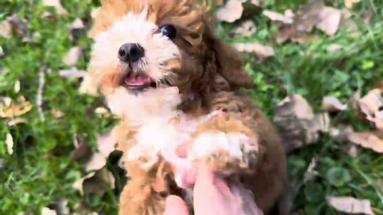 Conrad Focus with Distractions Outdoors 11/4