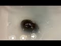 Rocky takes a bath #rock #baby #pets 