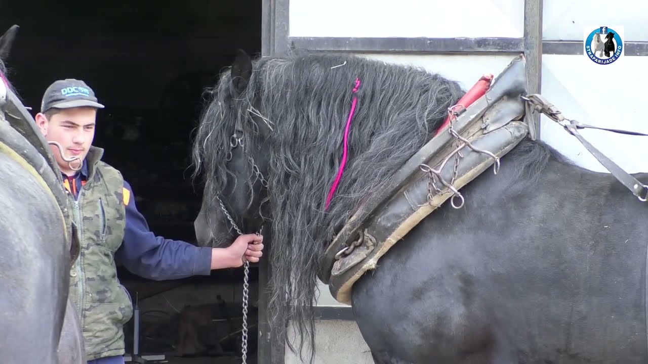 Udruženje Petrovčana iz Beograda u posjeti šampionima Sokolu i Maksu velikana Ducelje -