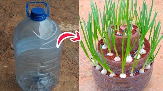 زراعة البصل في قنينة البلاستك Growing onions in a plastic bottle