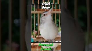 Download lagu Ciblek Sawah Gacor Nembak Ngebren mp3