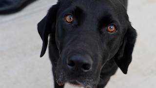 Will the Wellness Dog