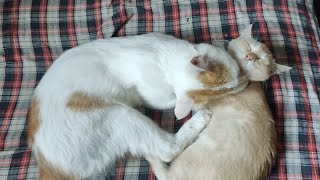 猫咪们真会享受，吹着风扇摆出各种销魂睡姿！ by Little Zhang's Cats 36 views 10 days ago 2 minutes, 33 seconds