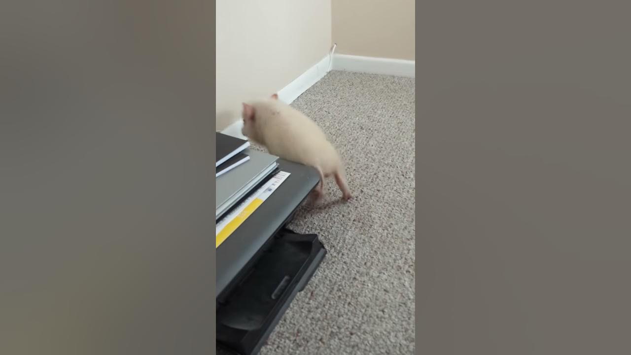Twerking Mini Pig YouTube