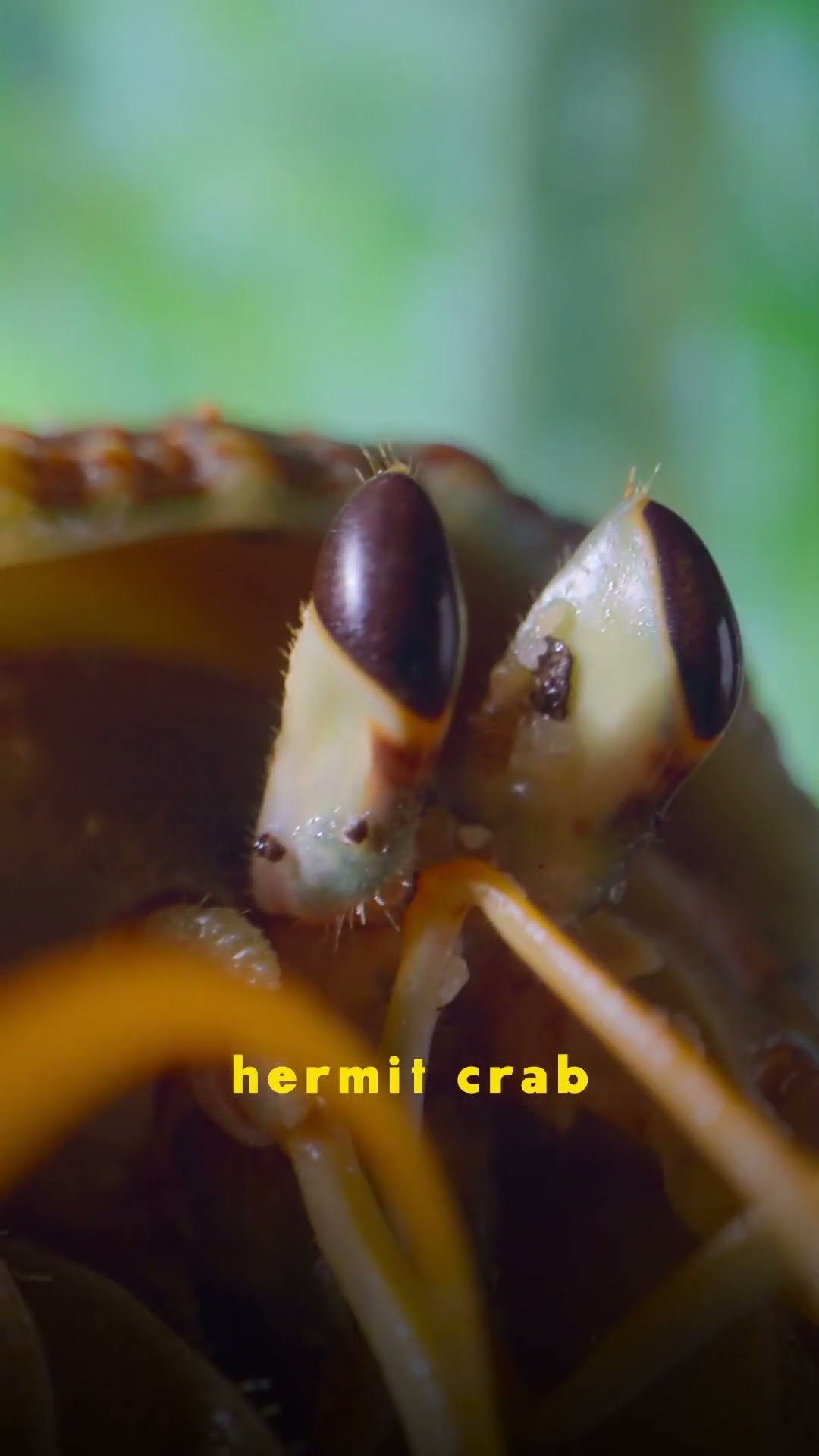 The calming sounds of Southeast Asian bug life #ARealBugsLife