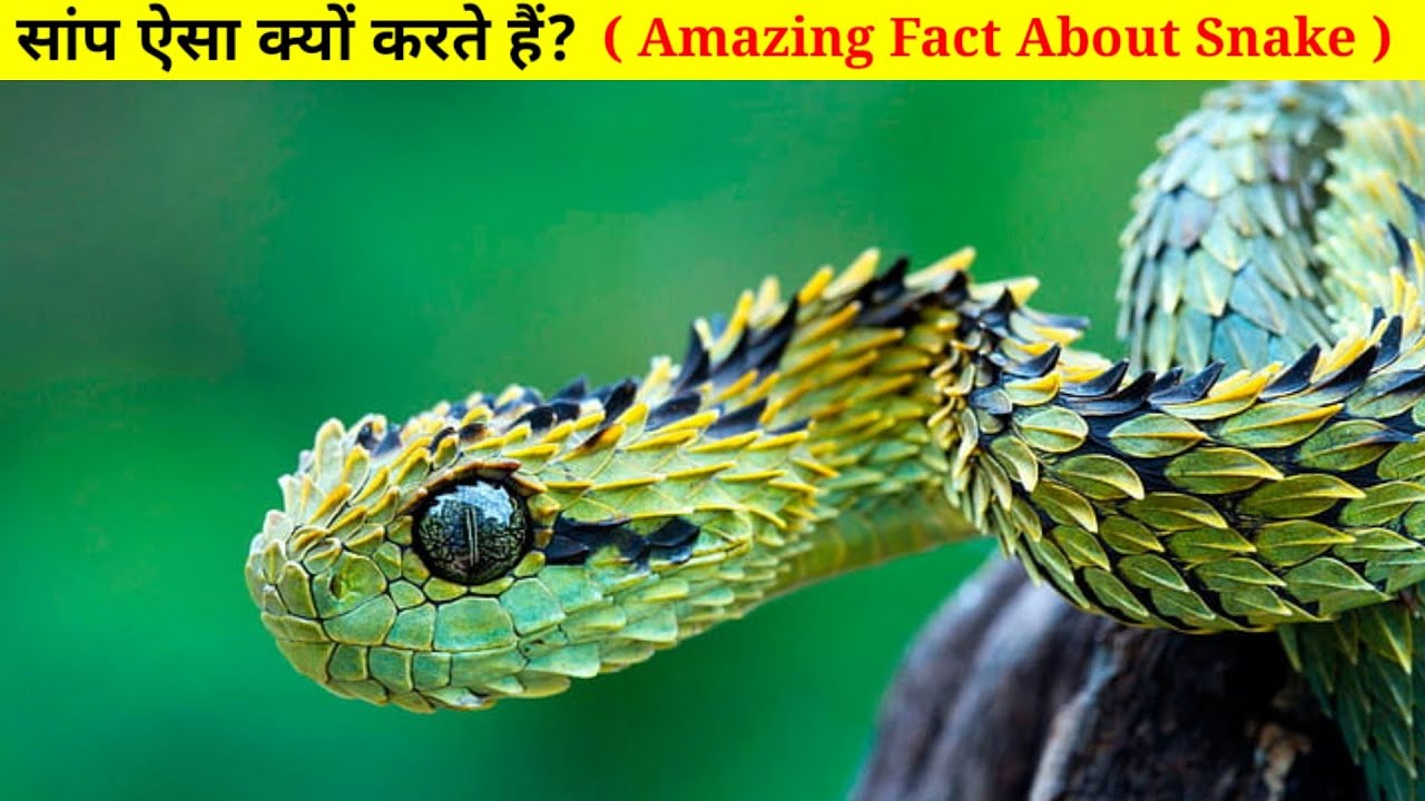 आखिर सांप ऐसा क्यों करते हैं? | Amazing Fact About Snakes | 