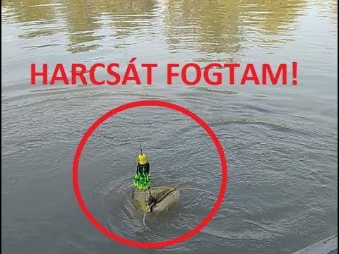 Videó: Hogyan Lehet Harcsát Fogni