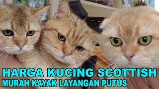 HARGA KUCING SCOTTISH SHORTHAIRED MURAH KAYAK LAYANGAN PUTUS