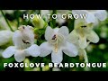 Complete guide to foxglove beardtongue penstemon digitalis
