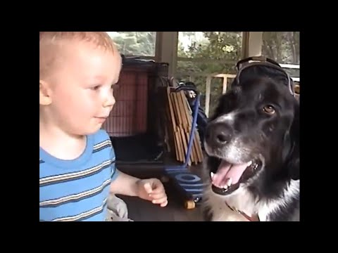 MShee, Gar, Bar3 - My Dog (Official Lyric Video)
