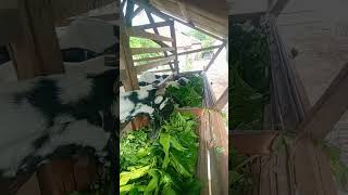 Makan Siang Daun Mengkudu Kambing Pe Febri Farm