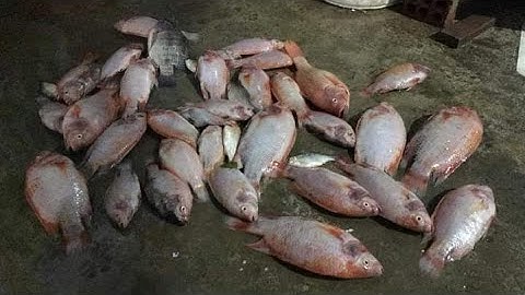 Câu cá điêu hồng thích thật sự Giật mỏi tay