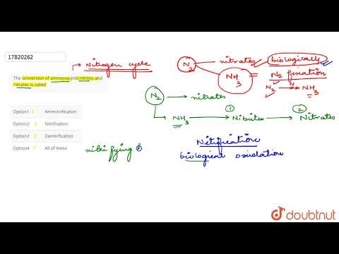 Wideo: W cyklu azotowym azotyny są przekształcane w azotany przez?