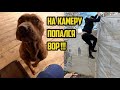 Камера зафиксировала воришку !!! Багира поломала коготь !! Охота на крысу. Готовимся к лютым холодам