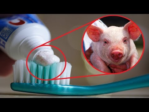 Things You WON&rsquo;T BELIEVE Contain Animal Products