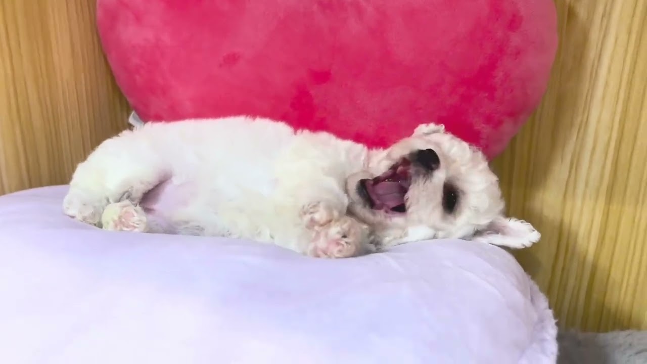 東京都のビションフリーゼ 女の子 22 07 31生まれ ホワイト 白 子犬id 1481 ブリーダーナビ