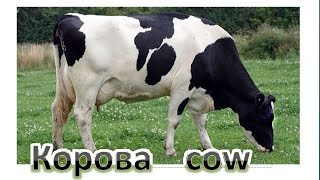 Как нарисовать корову, #draw, cow, Рисунок коровы Как нарисовать корову, #draw, cow, Рисунок коровы