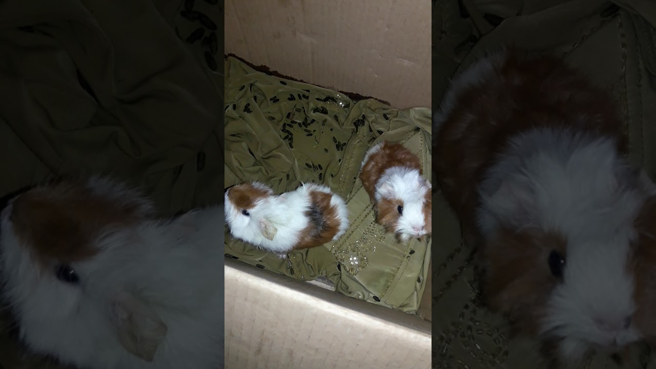 Suara marmut 