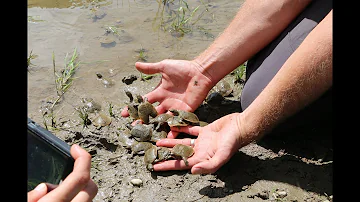 Releasing Spiny Softshell Turtles