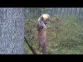 ОХОТА НА КУНИЦУ КАПКАНАМИ.HUNTING THE MARTEN TRAPS