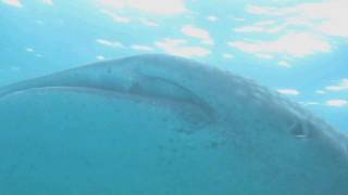 Cormoran fishing from Whale Shark