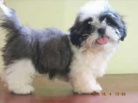 Shih Tzu For Sale Manila Youtube