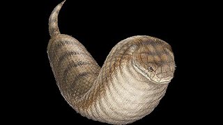 Cryptid Ratings: The Tsuchinoko