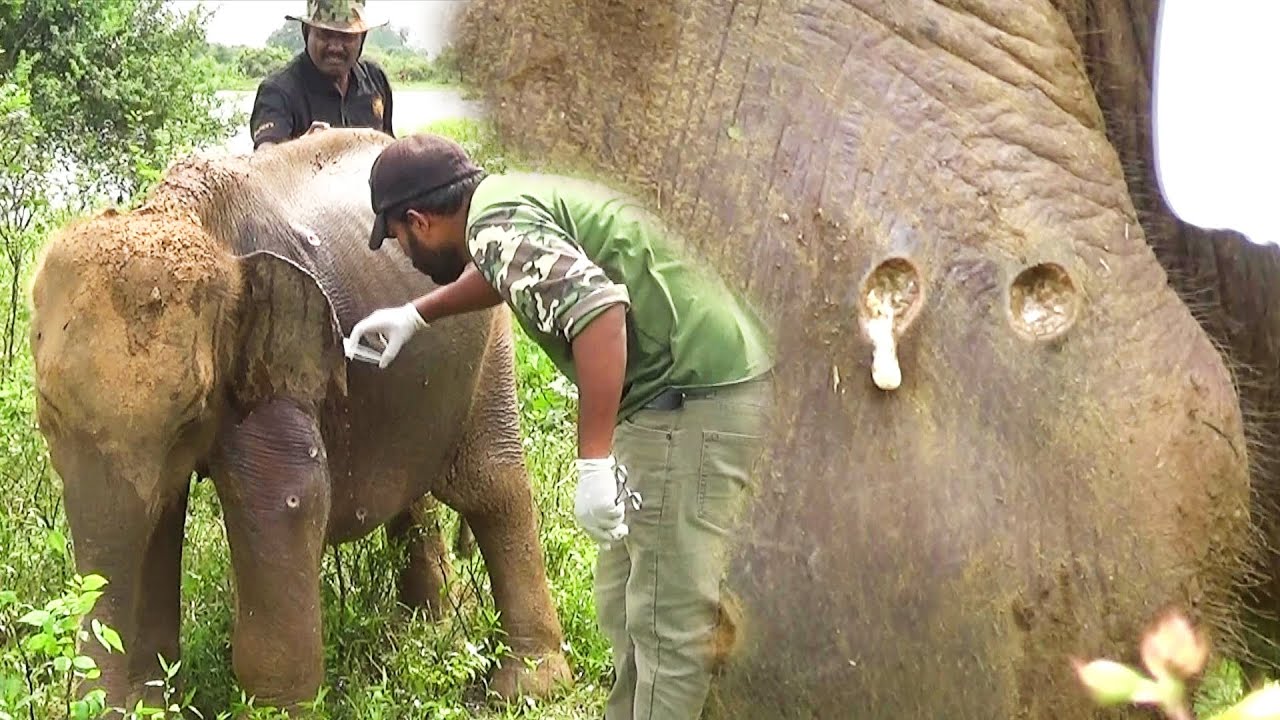 Huge pain! Elephant Got abscesses popped all over the Body ...