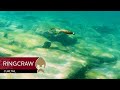 Ringcraw Curltail - Westin-Fishing