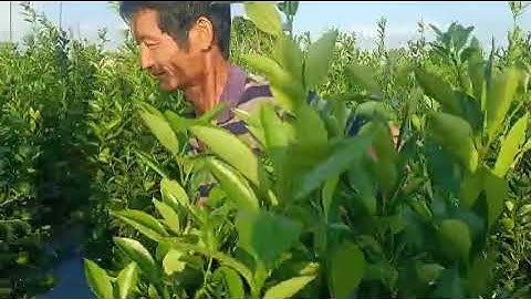 Chú PHÚC thôn Đông Tảo người đồng hành đầu tiên cùng phân thông minh sau 4 năm trên cây quất cảnh .