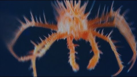 Think Deeply: Halt Deep Seabed Mining