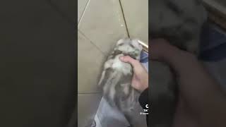 LIL KITCAT MEMES (v524)