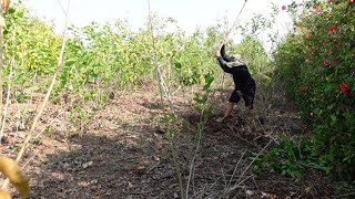 The farmer plants trees every day