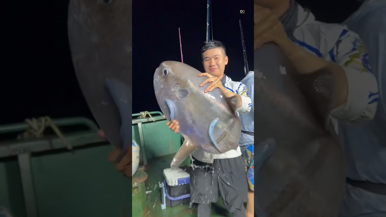 Mola Mola sun fish 🐠