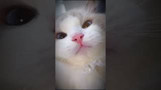 میو میو کردن خیلییی ناز گربه 😍 | Cute Cat meow tiktok