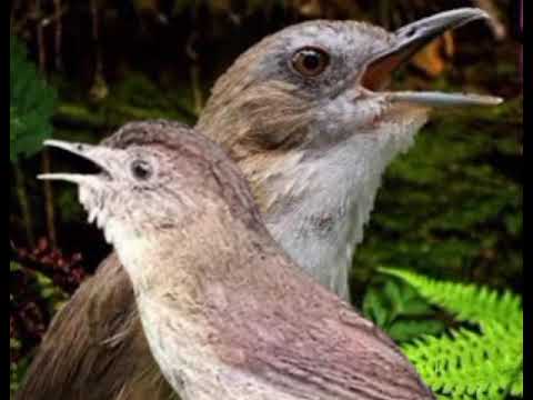 Mp3 pikat burung Flamboyan ribut vs planduk semak ngrol Gacorr 