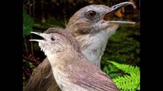 Download Lagu Mp3 pikat burung Flamboyan ribut vs planduk semak ngrol Gacorr  MP3