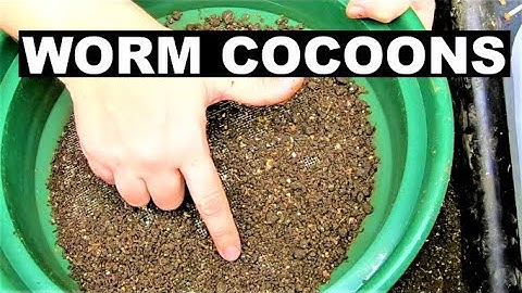 Harvesting Compost Worm Cocoons- Making a Worm Nursery